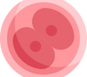 タイ、ジョージア、マレーシアでの卵子提供プログラム（卵子ドナーを依頼したい方へ）